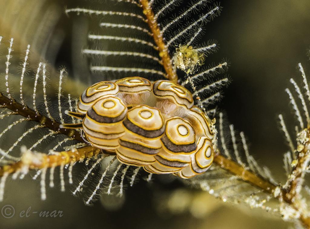 Kubu Indah Dive & Spa Resort Tulamben Dış mekan fotoğraf