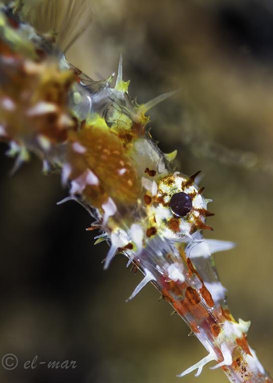 Kubu Indah Dive & Spa Resort Tulamben Dış mekan fotoğraf
